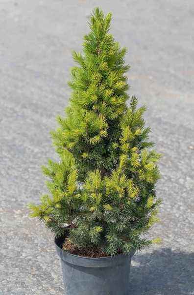 Купить ель канадская biesenthaler fruhling деревья и растения