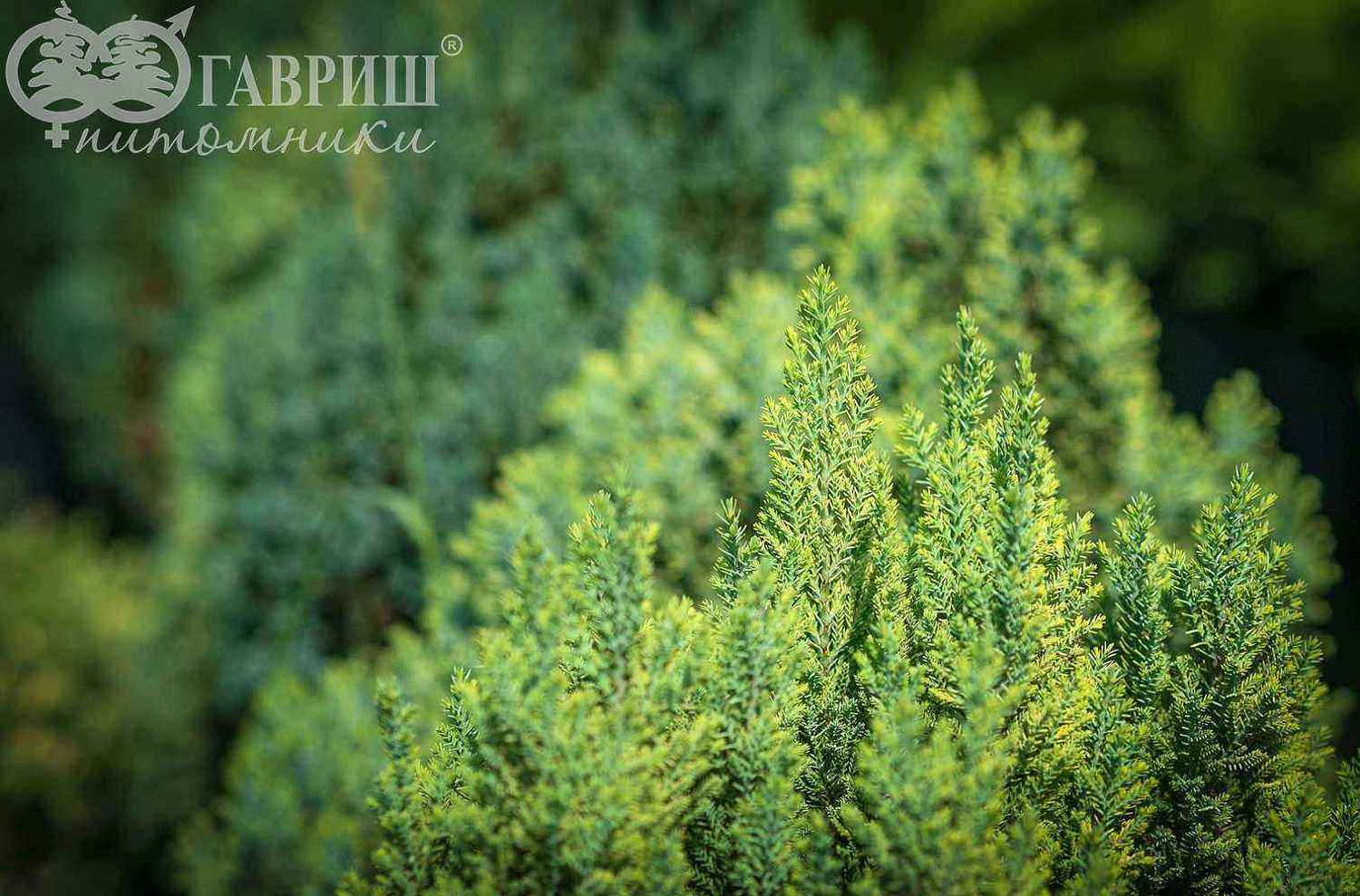 Кипарисовик Лавсона Stewartii
