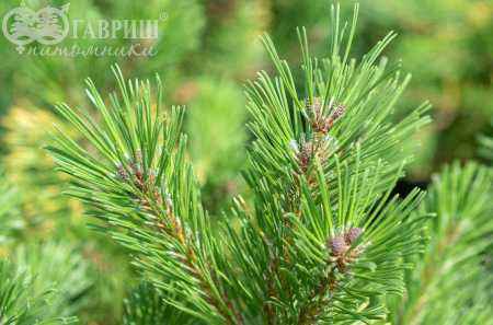 Купить сосна горная ophir деревья и растения
