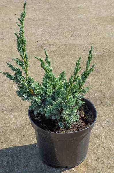 Купить можжевельник чешуйчатый meyeri деревья и растения