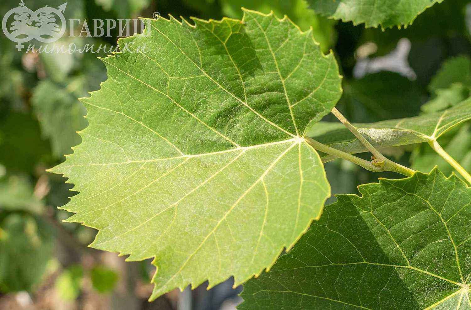 Липа войлочная Brabant