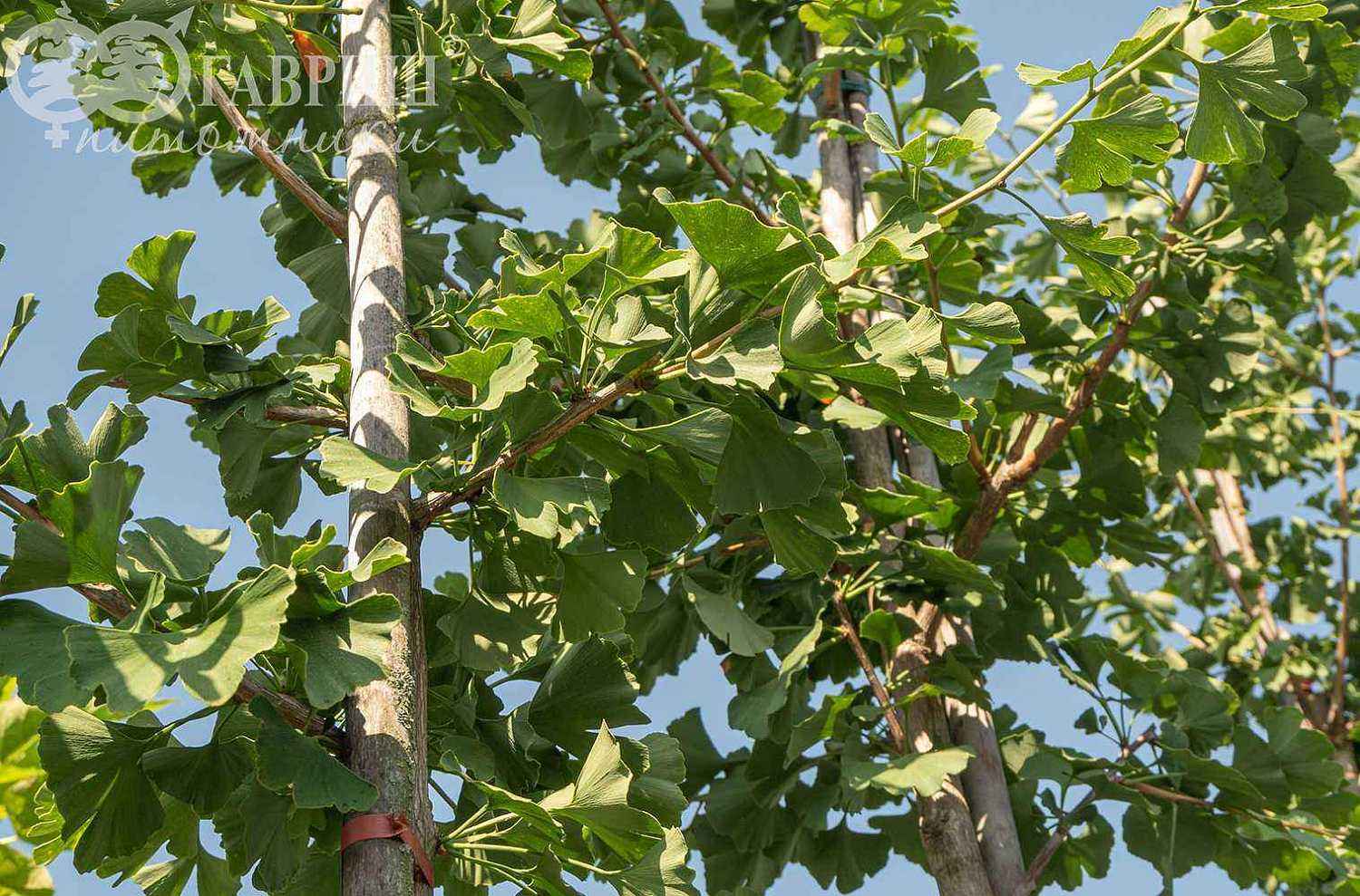 Гинкго билоба (двулопастный)