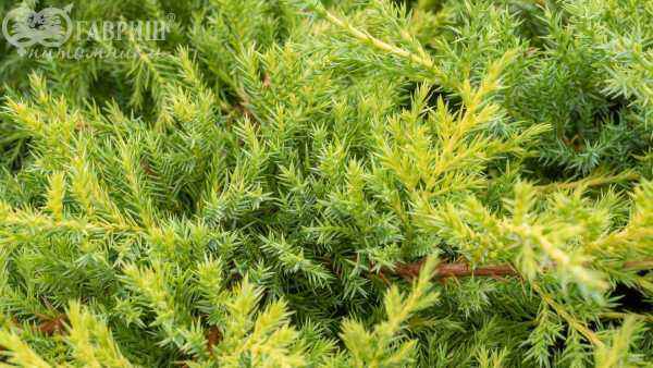 Купить можжевельник средний gold kissen деревья и растения