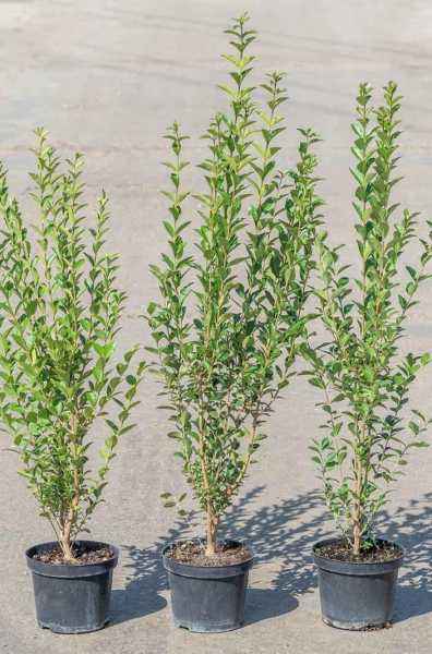 саженцы Бирючина обыкновенная