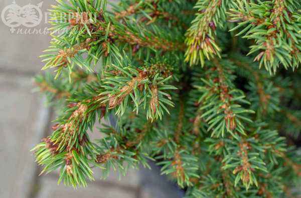 Купить ель обыкновенная brabant деревья и растения