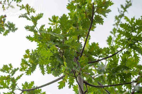 Саженцы дуб красный