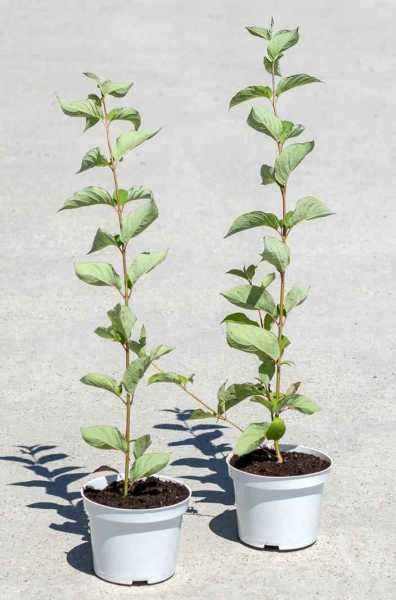 саженцы Дерен белый Sibirica