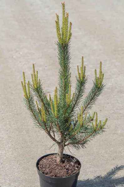 Купить сосна обыкновенная watereri деревья и растения