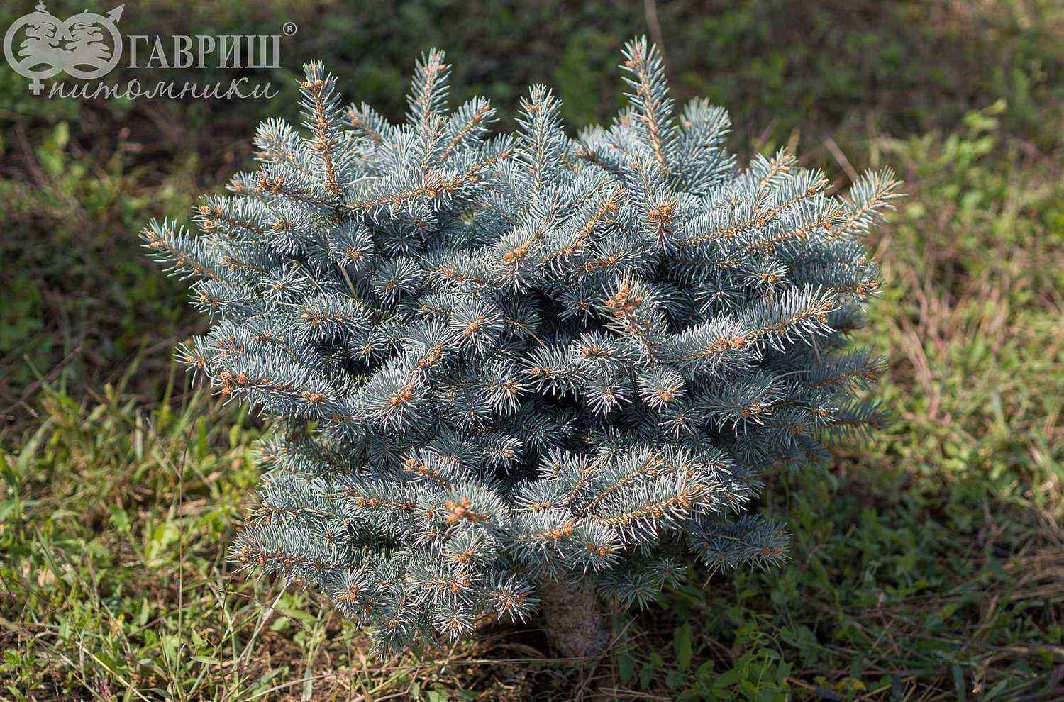 Ель колючая  Waldbrunn