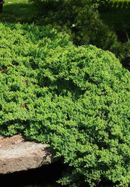 Купить можжевельник лежачий nana деревья и растения