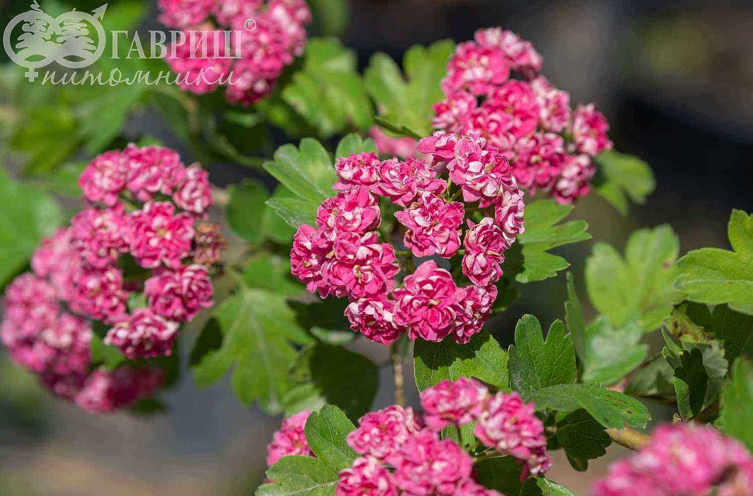 Боярышник обыкновенный (колючий) Paul's Scarlet