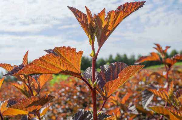 саженцы Пузыреплодник калинолистный Andre
