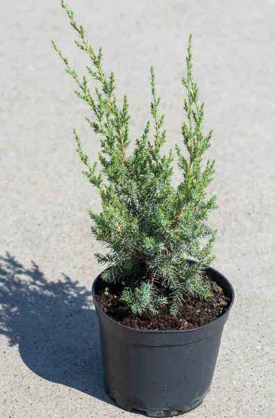 Купить можжевельник китайский monarch деревья и растения