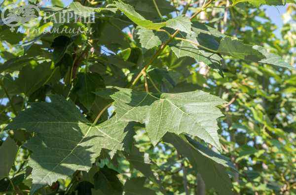 Саженцы клён остролистный