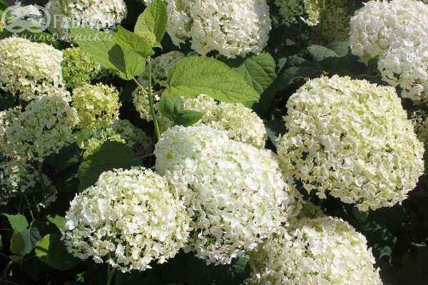саженцы Гортензия древовидная Annabelle