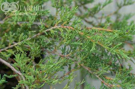 Купить можжевельник горизонтальный andorra compact деревья и растения