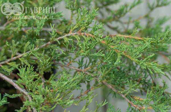 Купить можжевельник горизонтальный andorra compact деревья и растения
