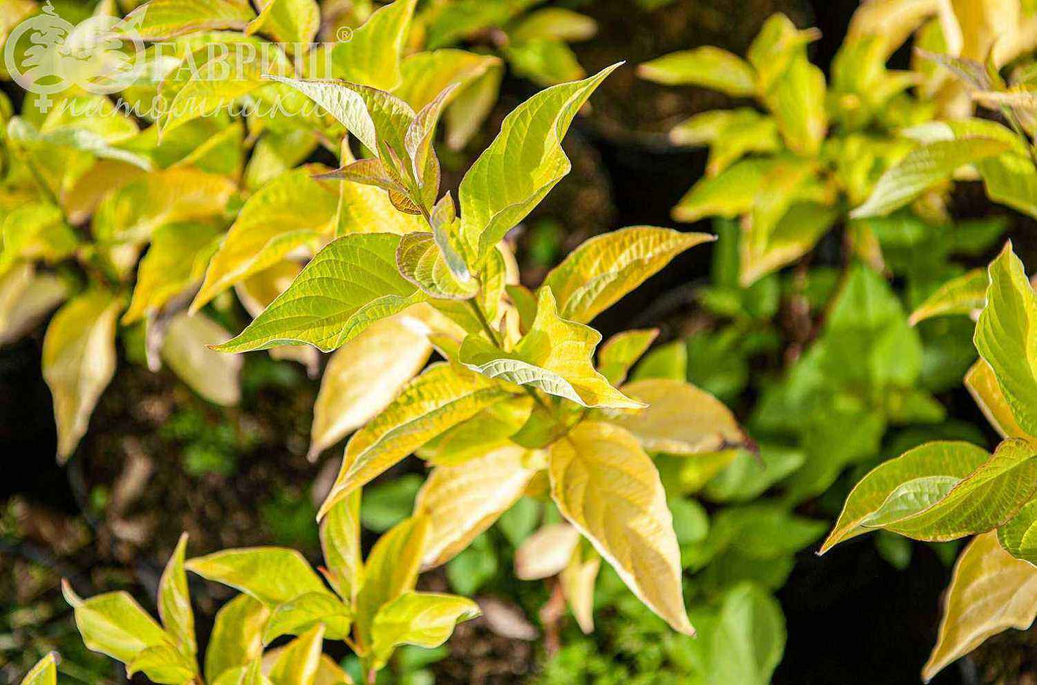 Дерен белый Aurea