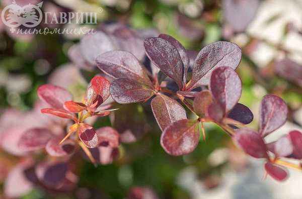 саженцы Барбарис Тунберга Dart`s Purple