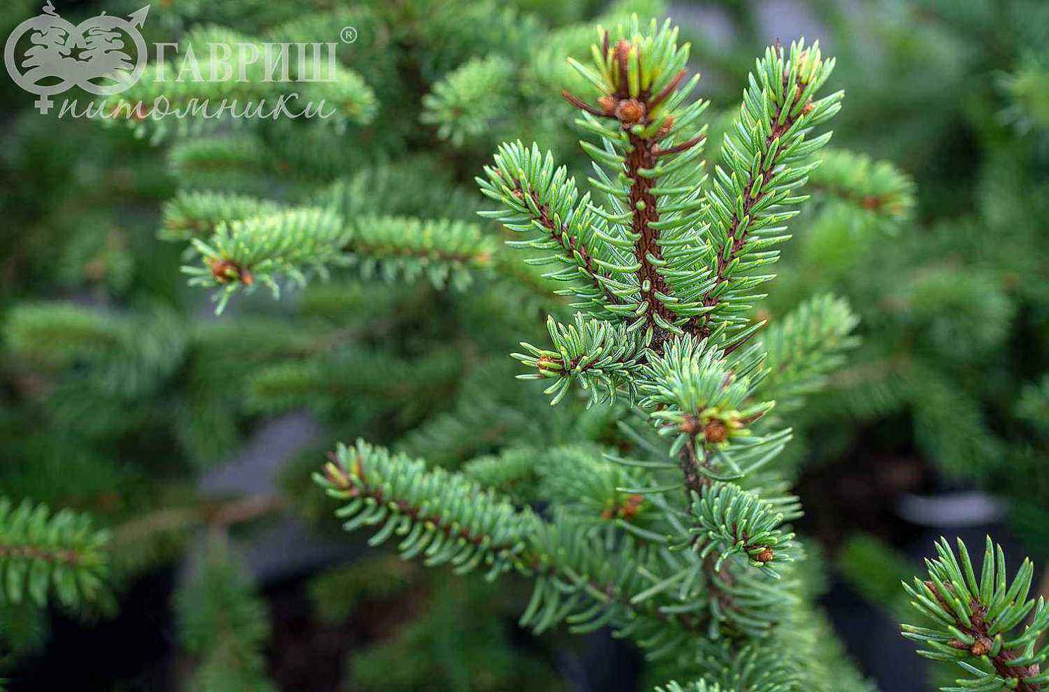 Ель колючая Maigold