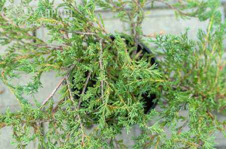 Купить можжевельник горизонтальный andorra compact деревья и растения