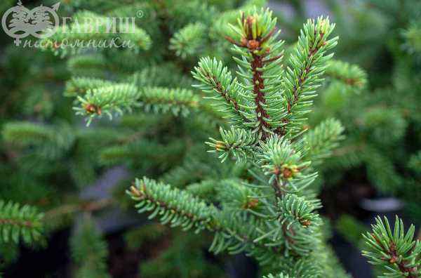 Купить ель колючая maigold деревья и растения