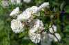 саженцы Роза миниатюрная White