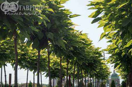 Саженцы катальпа бигнониевидная nana