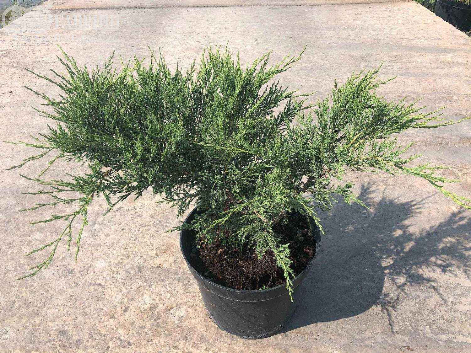 Можжевельник казацкий Blue Danube