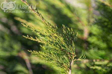 Купить можжевельник средний mint julep деревья и растения