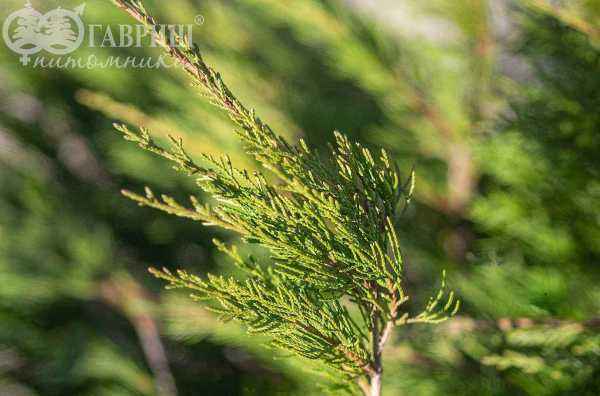 Купить можжевельник средний mint julep деревья и растения