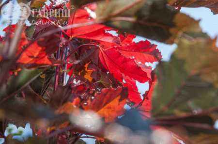 Саженцы клён остролистный crimson sentry