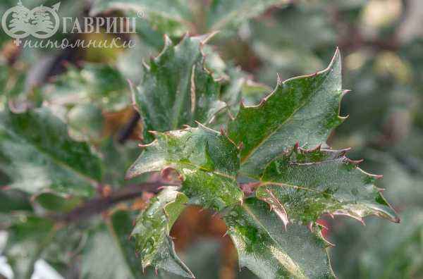 саженцы Падуб Мезерва Blue Princess