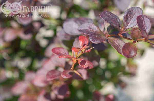 саженцы Барбарис Тунберга Dart`s Purple