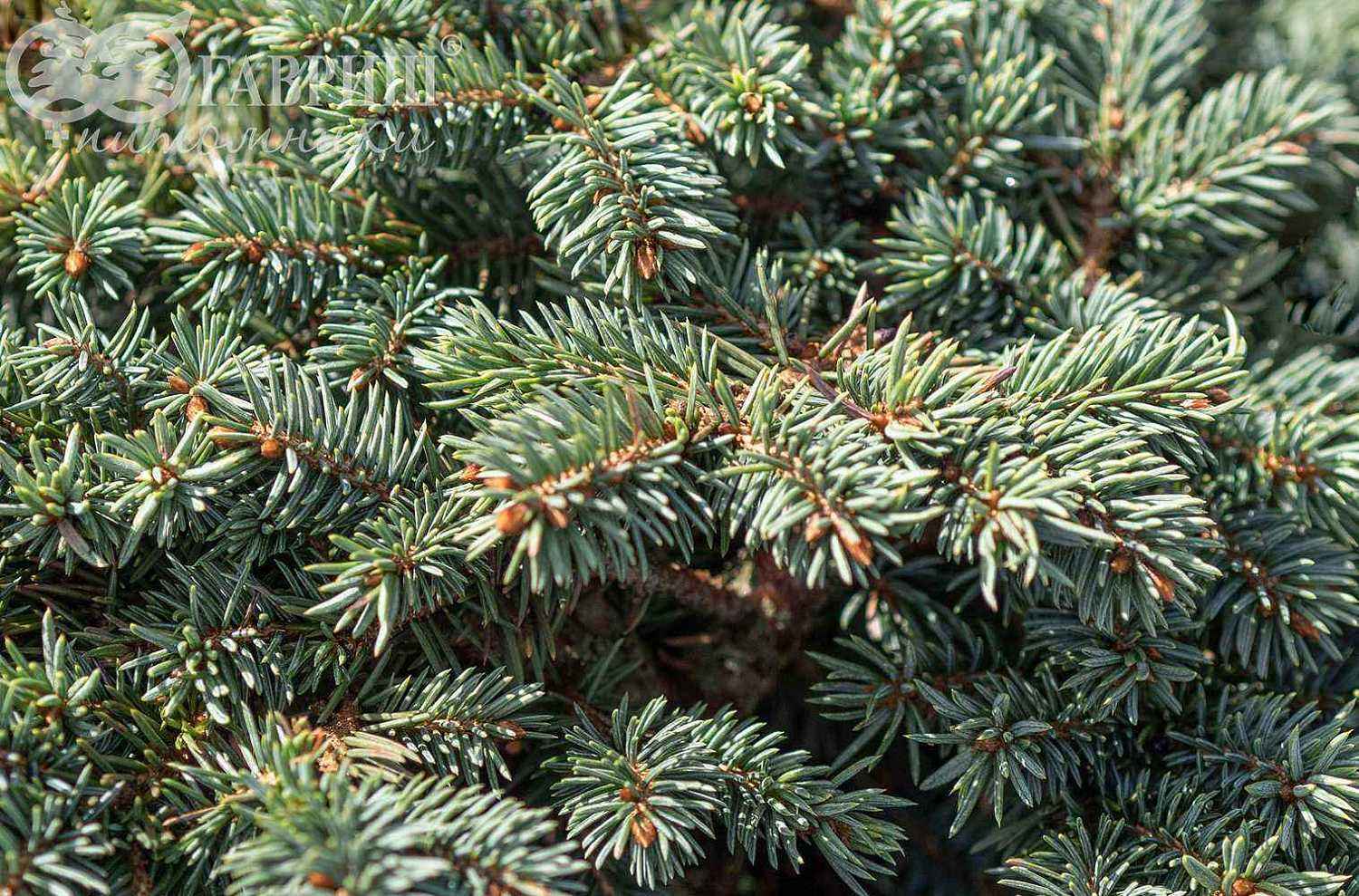 Ель колючая  Waldbrunn