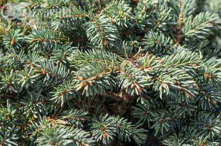 Купить ель колючая  waldbrunn деревья и растения