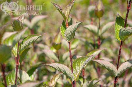 саженцы Дерен белый Gouchaultii