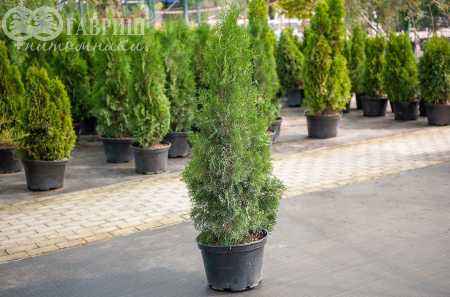 Купить туя западная columna деревья и растения