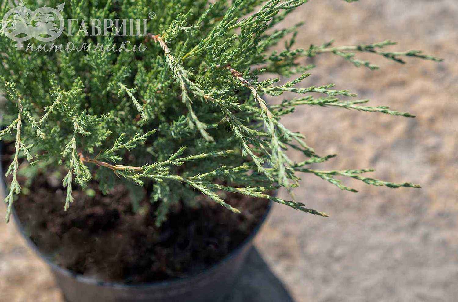 Можжевельник казацкий Hicksii
