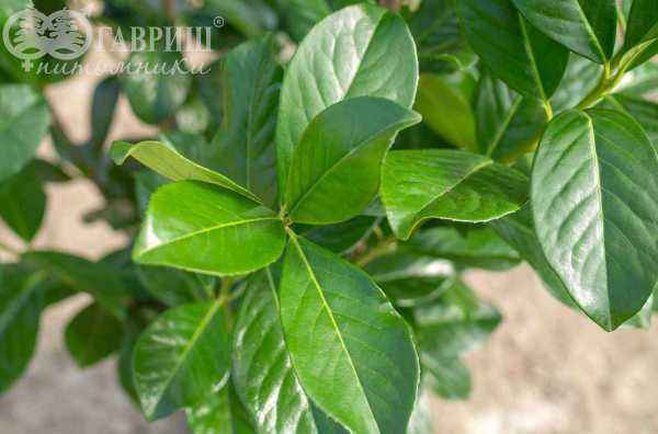 саженцы Лавровишня