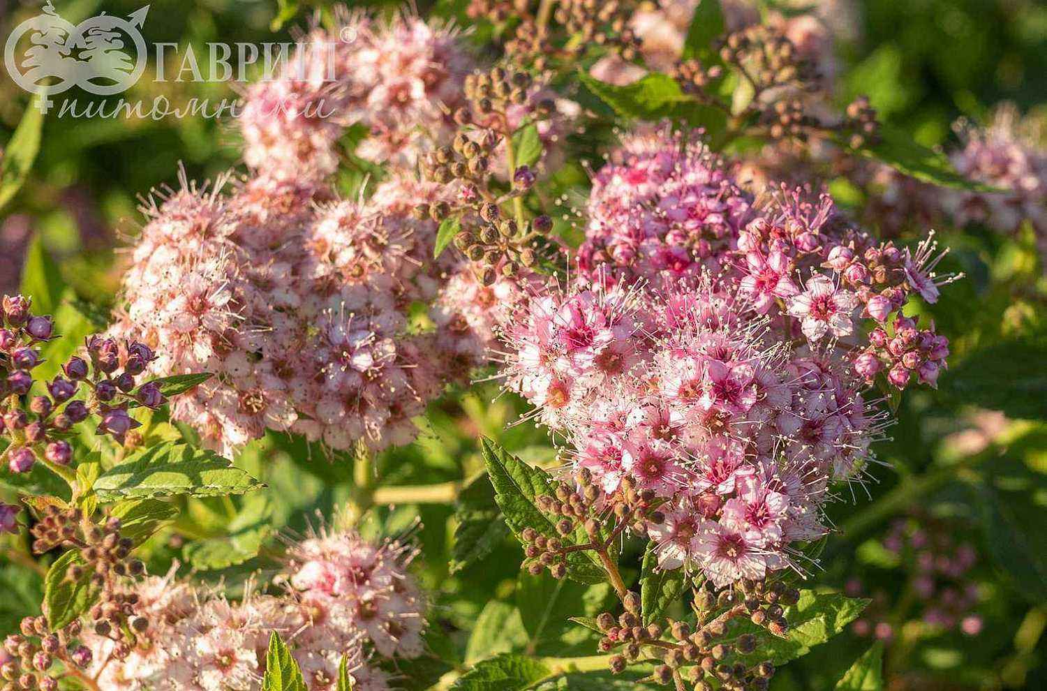 Спирея японская Little Princess