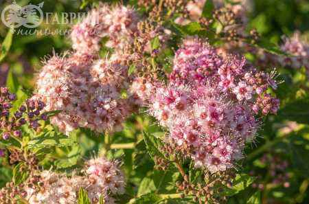 саженцы Спирея японская Little Princess
