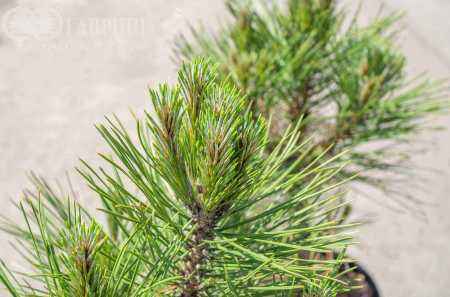 Купить сосна черная spielberg деревья и растения