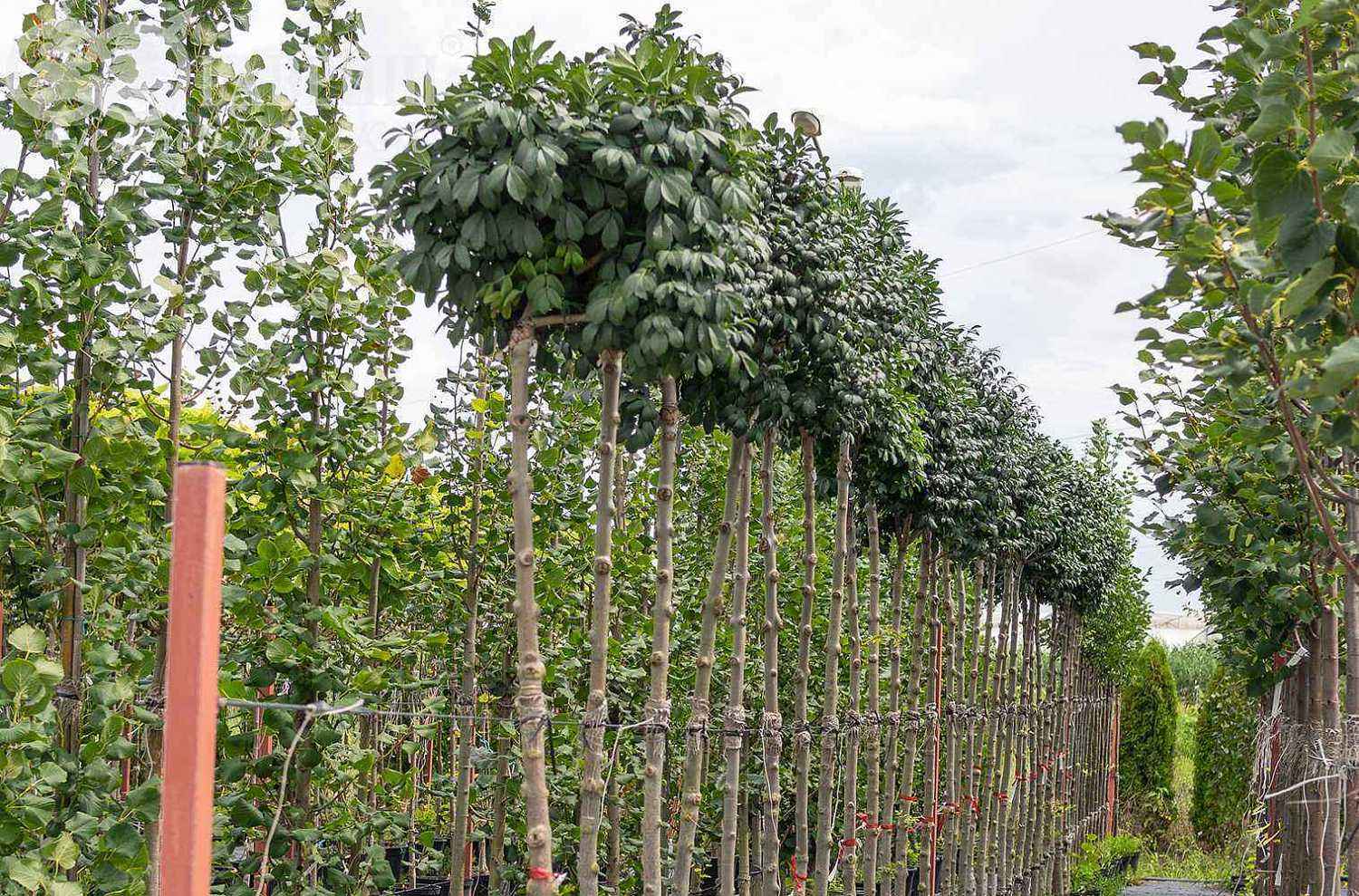 Рябина круглолистная (ария) Magnifica