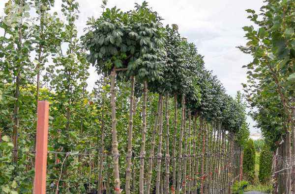 Саженцы рябина круглолистная (ария) magnifica