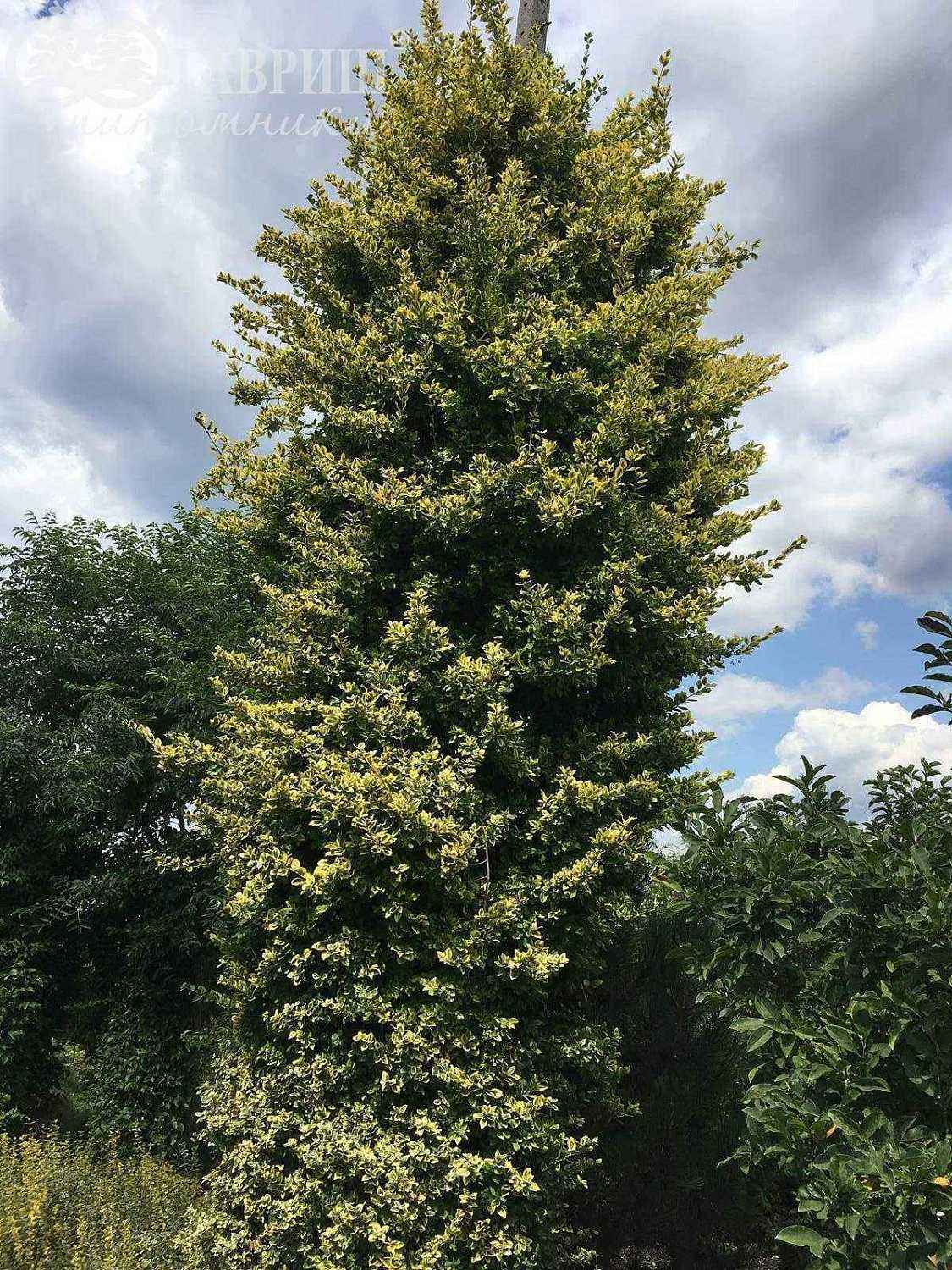 Бересклет Форчуна Emerald Gold