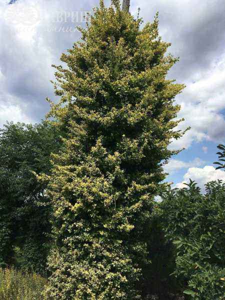 саженцы Бересклет Форчуна Emerald Gold
