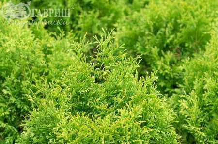 Купить туя западная maria деревья и растения
