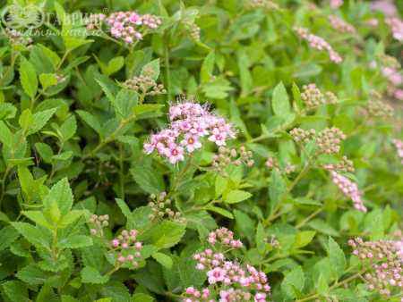 саженцы Спирея японская Little Princess