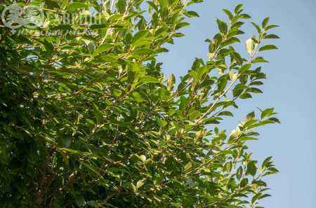 Саженцы вишня кустарниковая globosa (вишня шаровидная umbraculifera)